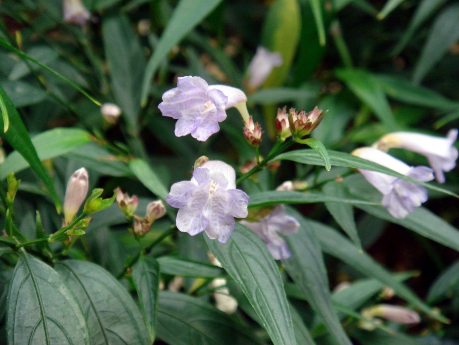 Strobilanthes dyerianus