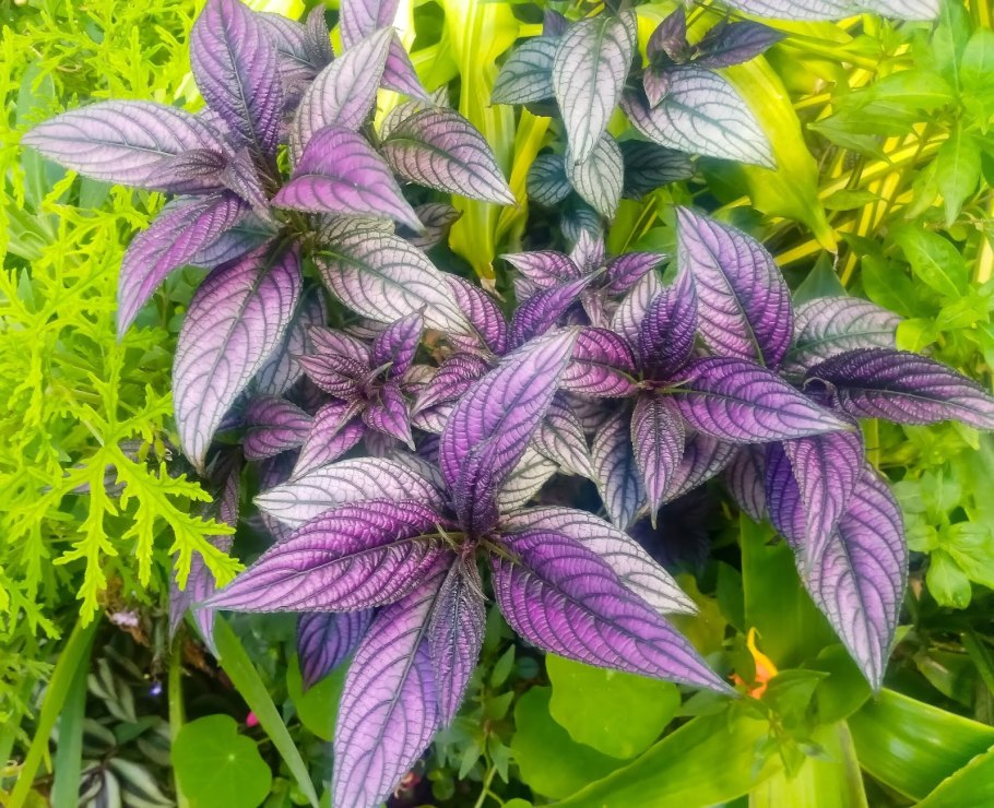 Strobilanthes Cusia