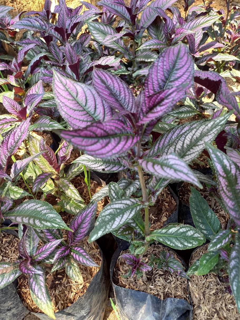 Стробилантес пурпурный