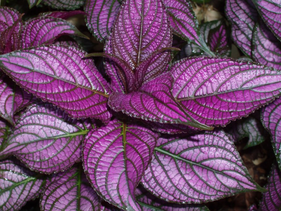 Стробилантес Дайера