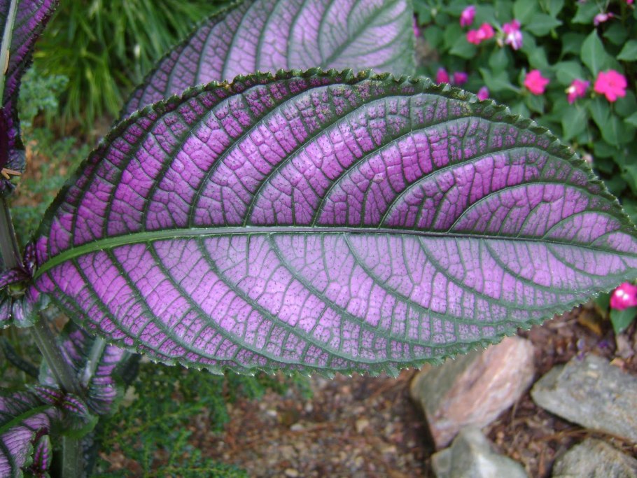 Strobilanthes kunthiana