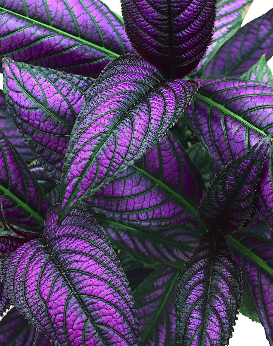 Стробилантес Дайера