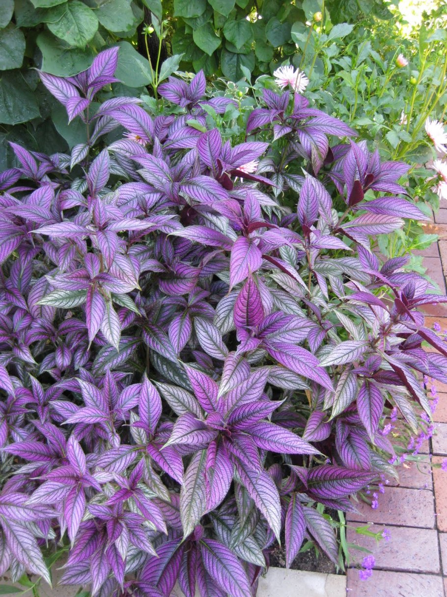 Персидский щит цветок