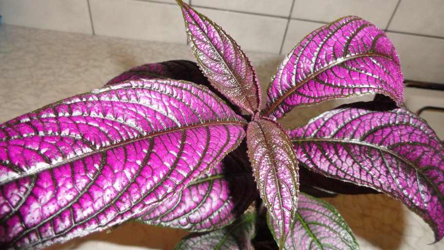 Стробилантес пурпурный