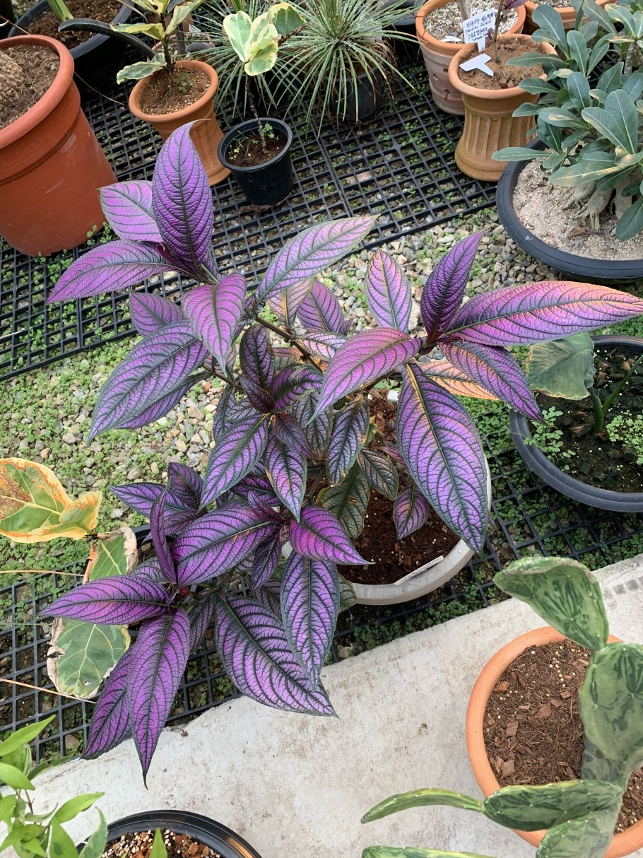 Стробилантес Дайера