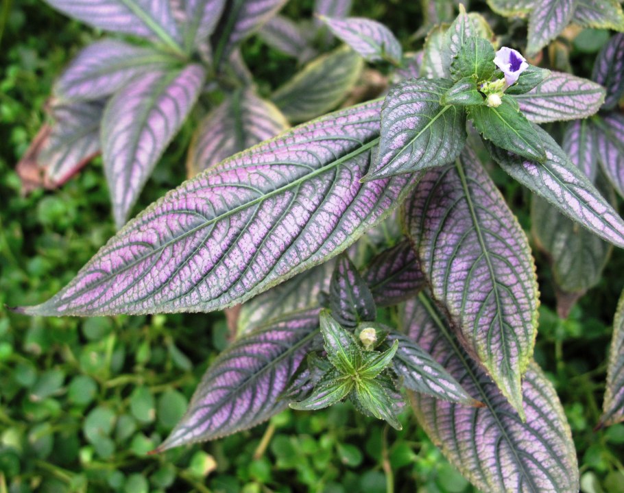 Стробилантес неравнолистный