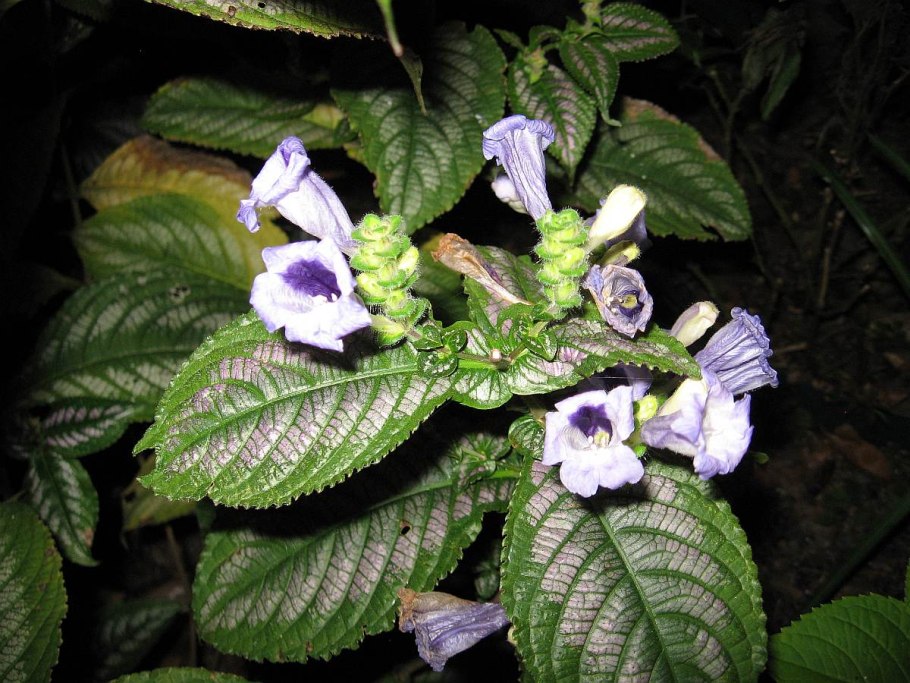 Стробилантес Криспа вариегатный