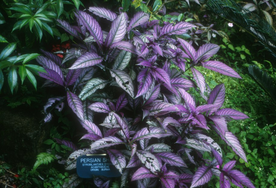 Стробилантес Криспа вариегатный