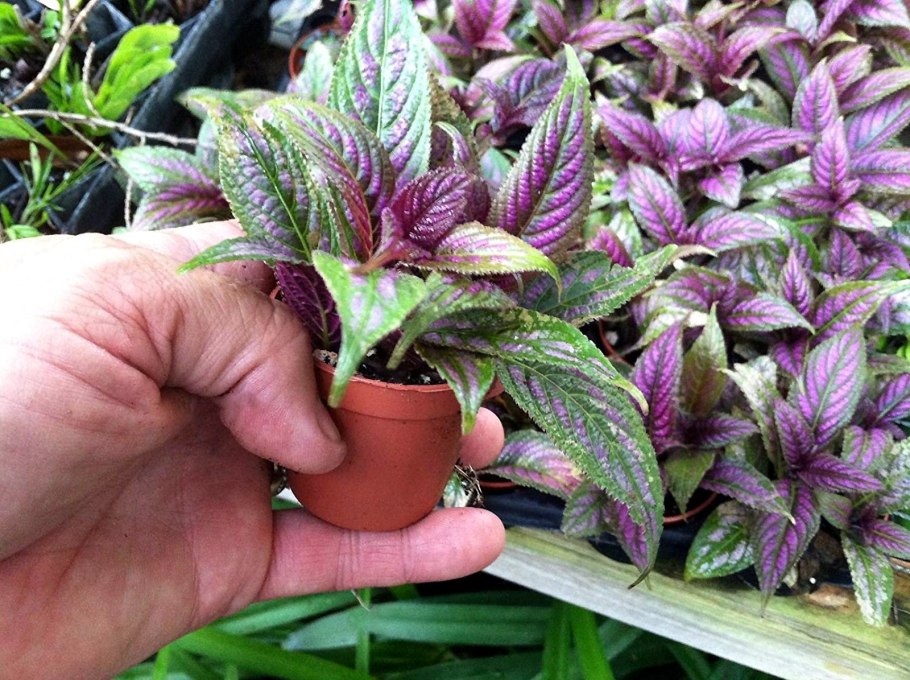 Стробилантес пурпурный