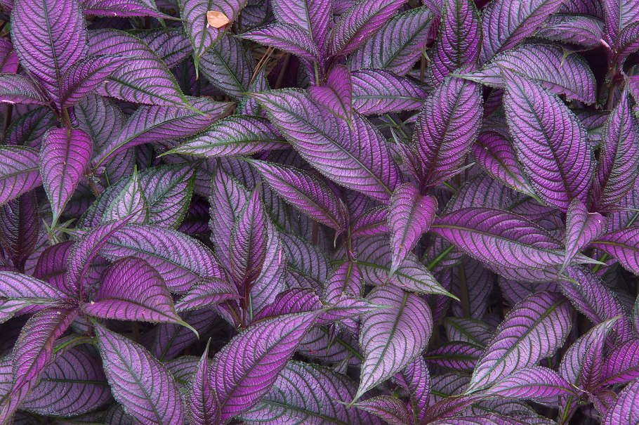 Стробилантес неравнолистный