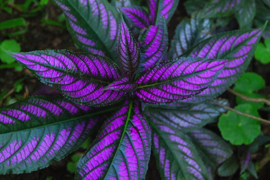 Strobilanthes Cusia