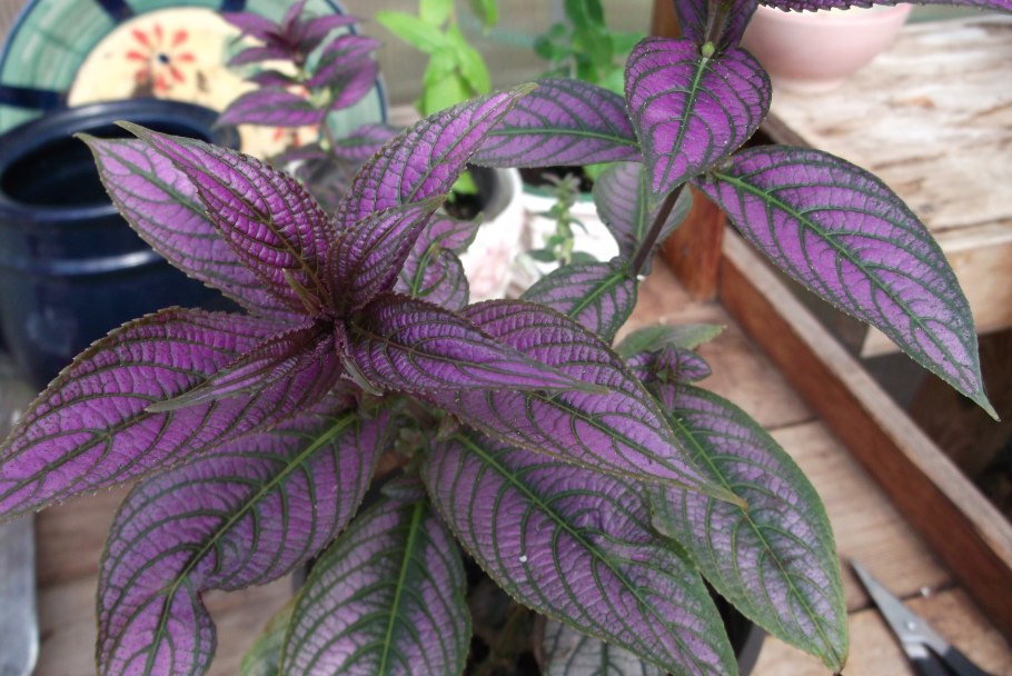 Стробилантес пурпурный