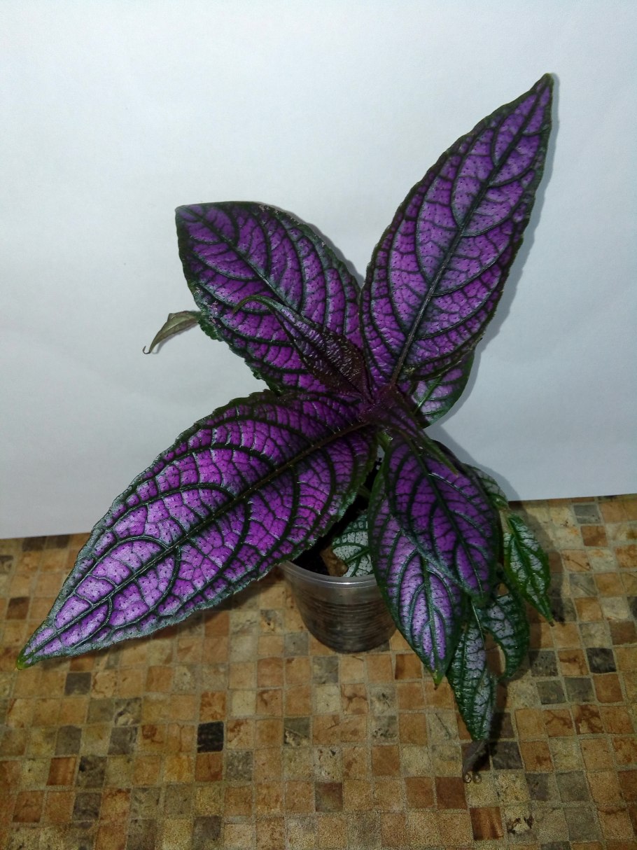 Strobilanthes Atropurpurea
