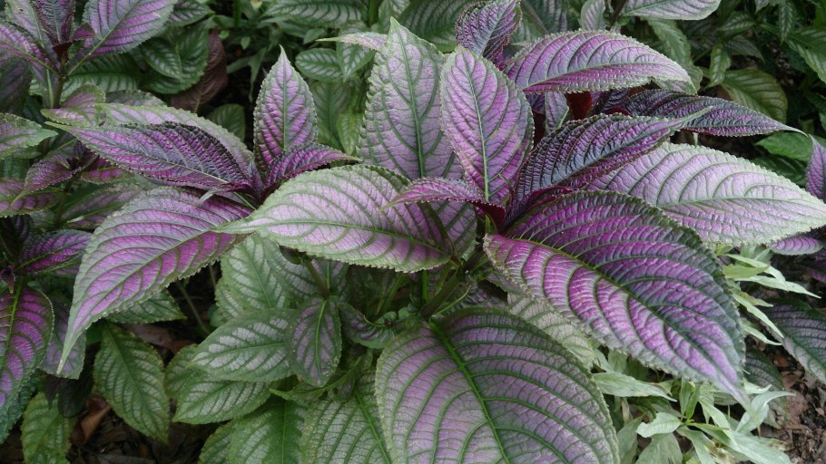 Strobilanthes dyerianus