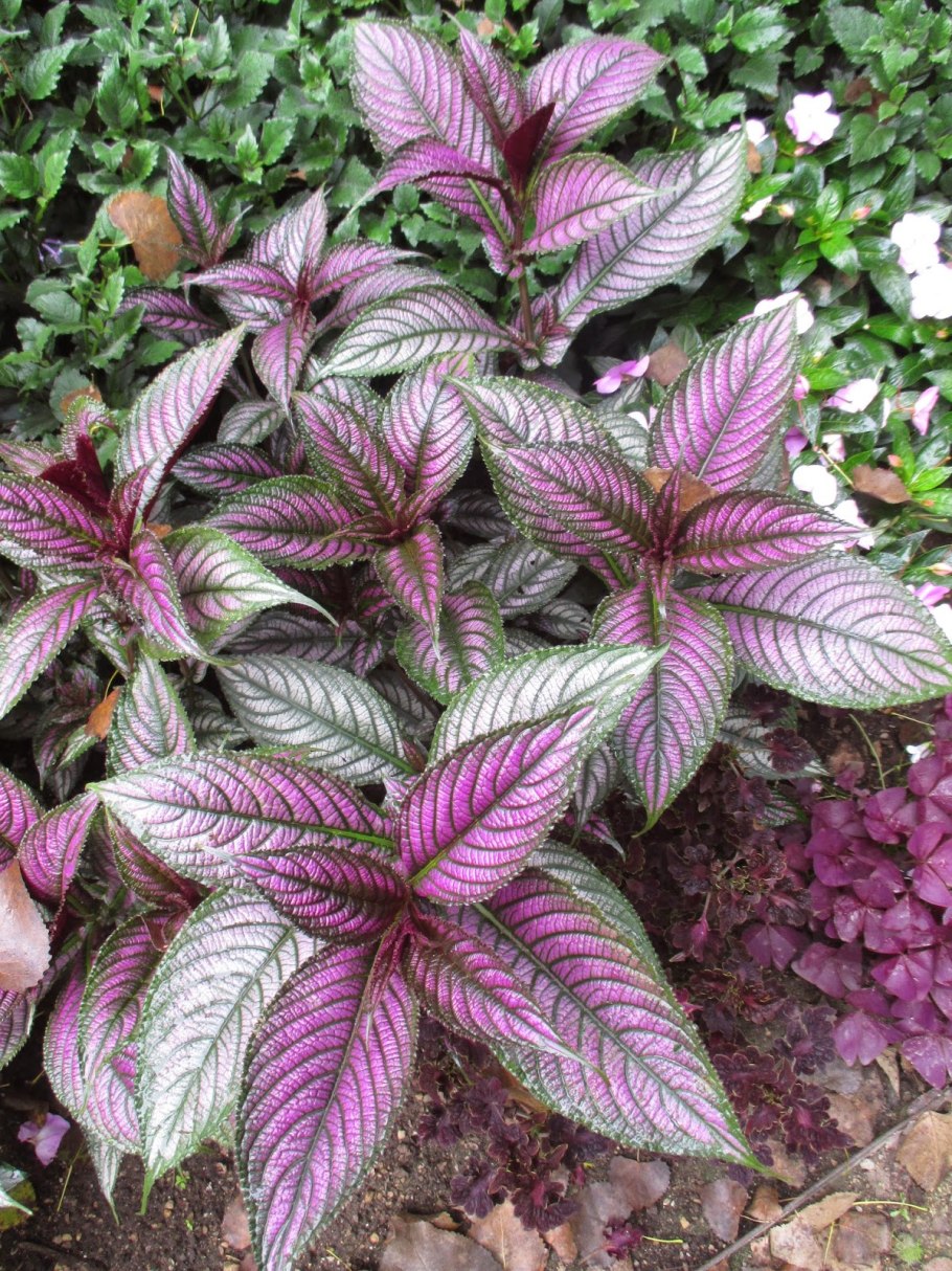 Стробилантес пурпурный