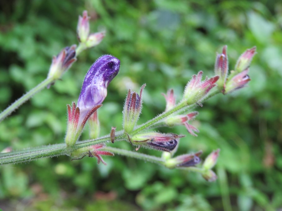 Стробилантес взрослое