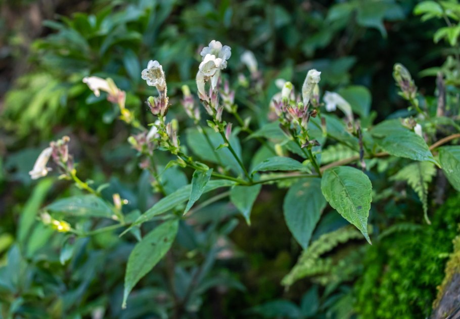 Стробилантес Криспа