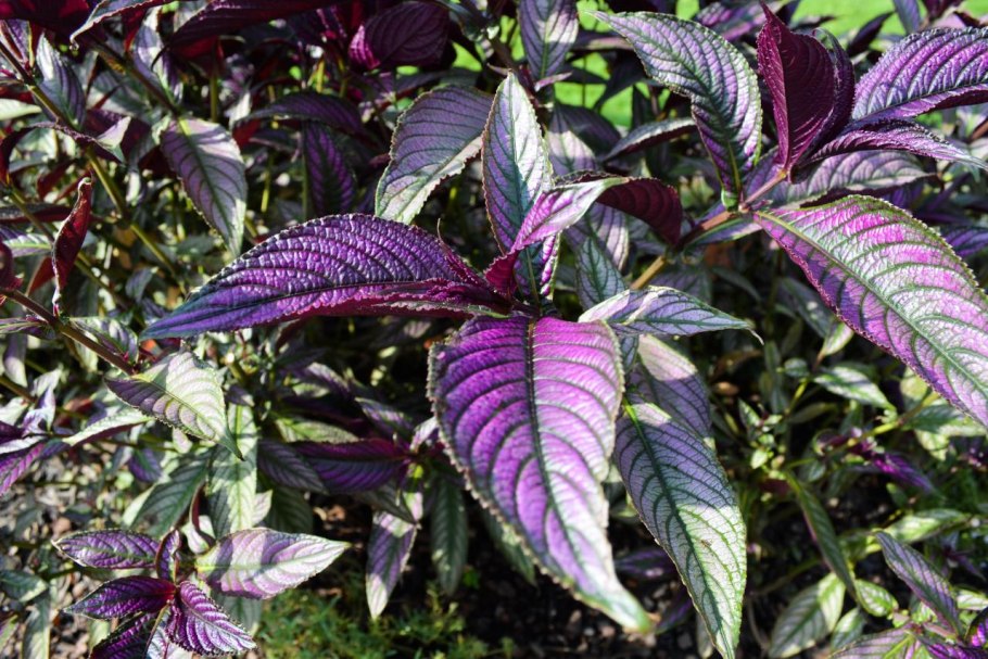 Стробилантес Криспа