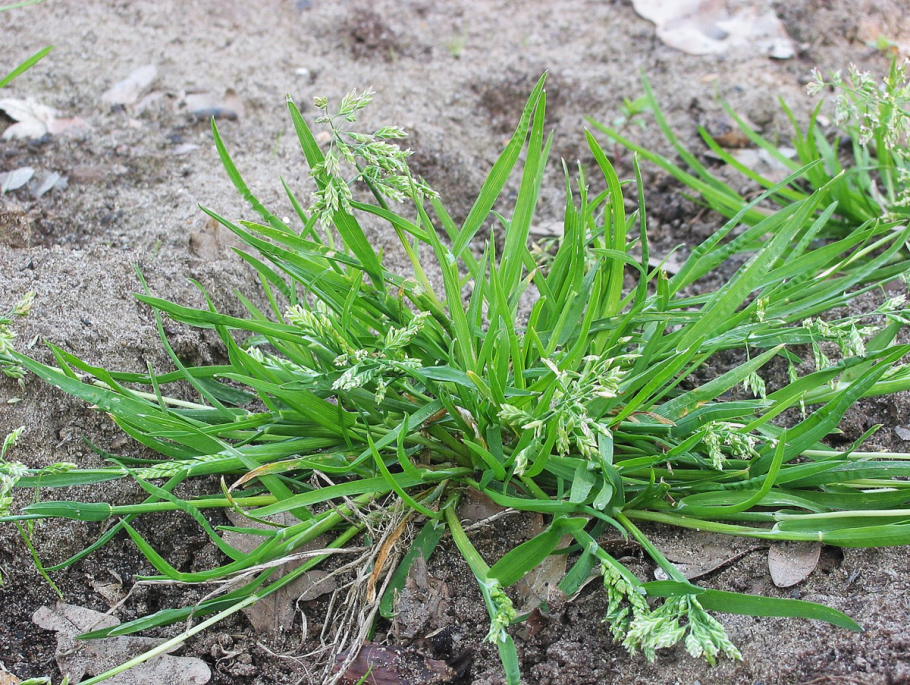 Мятлик однолетний – POA annua