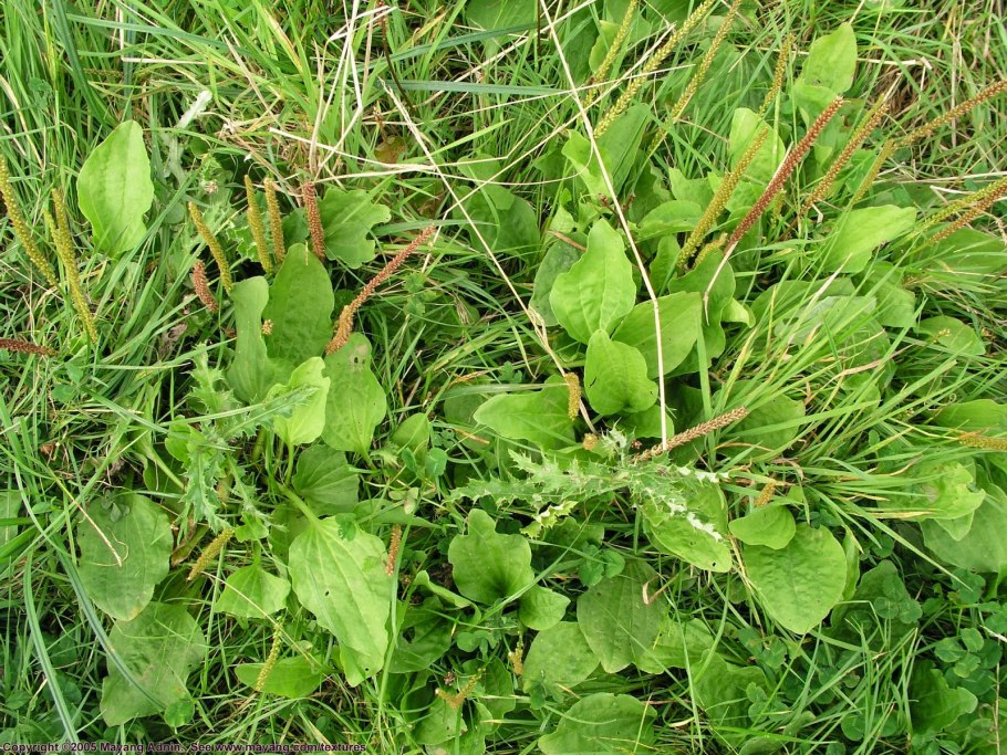 Сорная Огородная трава