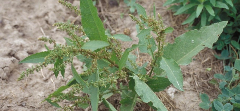 Щавель туполистный