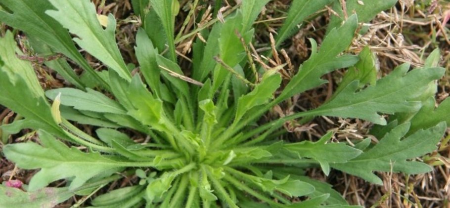 Осот огородный сорняк