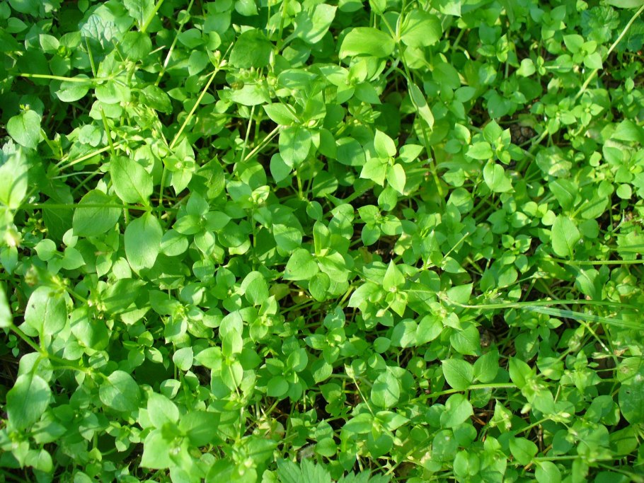 Трава звездчатка мокрица