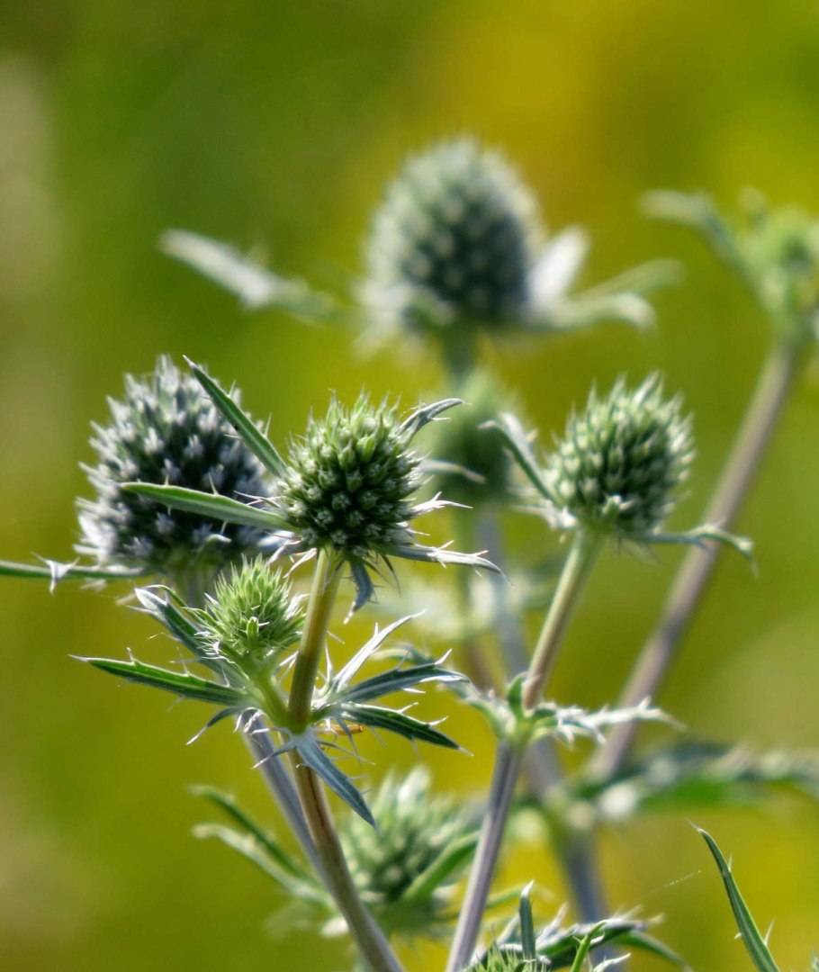 Колючий огородный сорняк