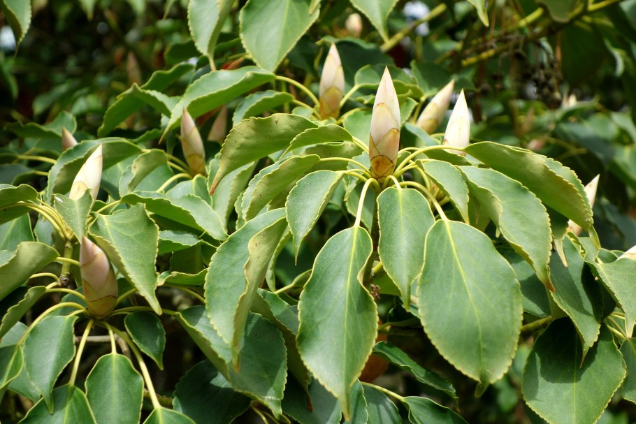Троходендрон аралиевидный Trochodendron aralioides