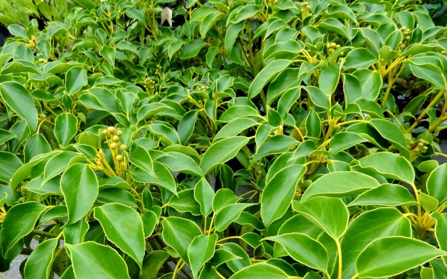 Lactoris fernandeziana