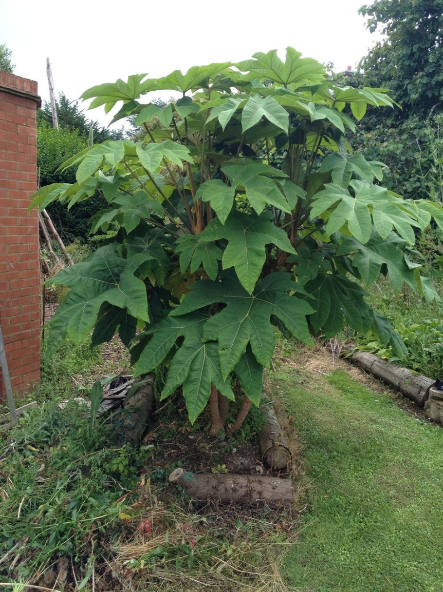 Tetrapanax papyrifer