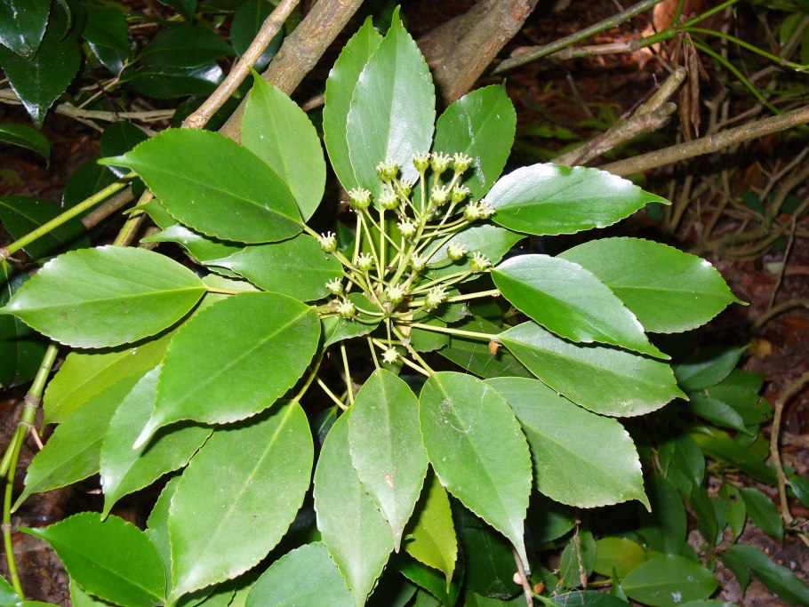 Trochodendron aralioides
