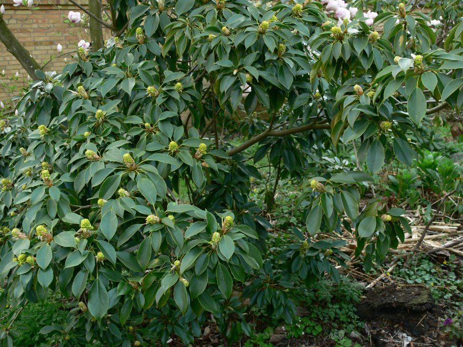 Trochodendron aralioides