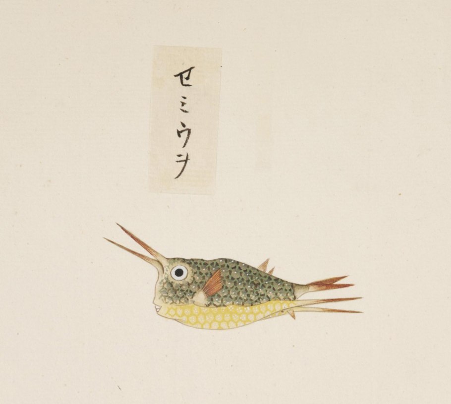 Тетрапанакса Бумагоносного