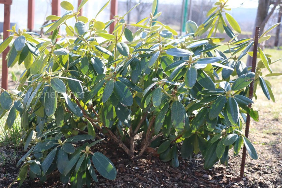 Полив рододендрона