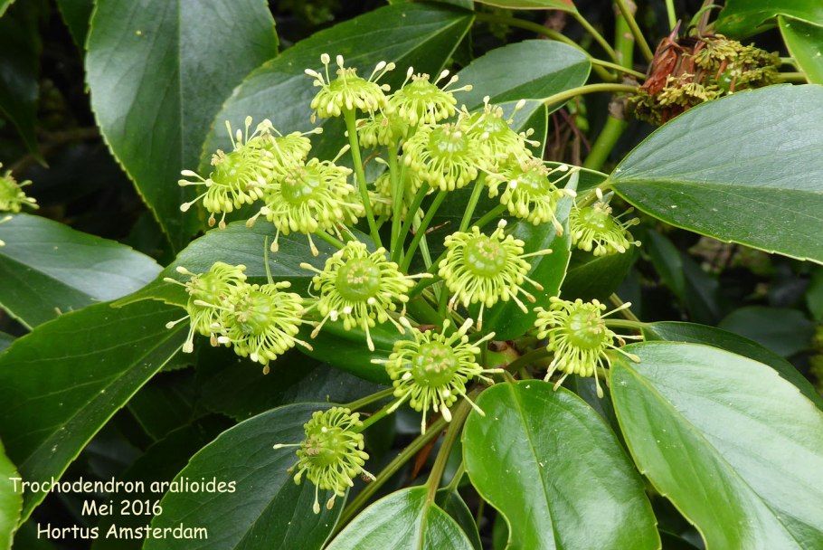 Тетрацентрон китайский