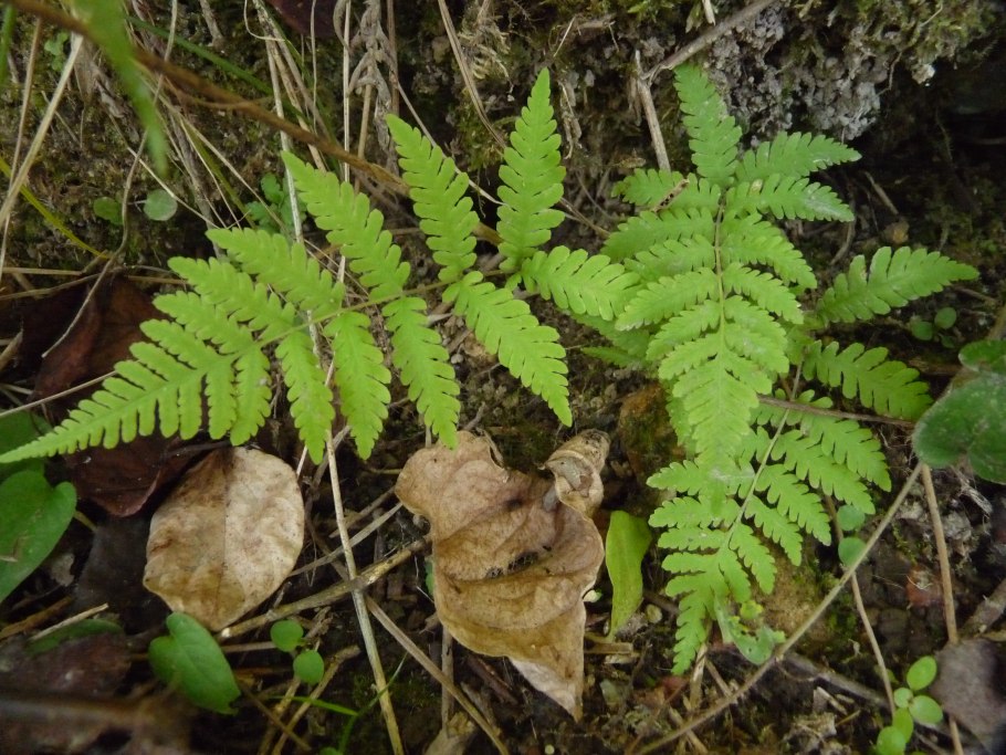 Athyrium spicatum варенс