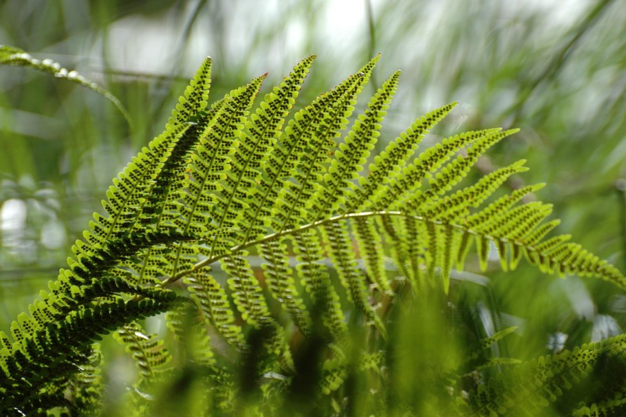 Щитовник dryopteris buschiana