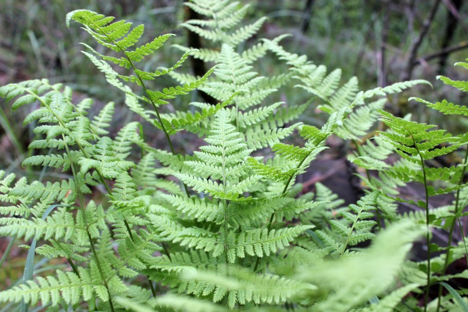 Щитовник Геринга (dryopteris goeringiana)