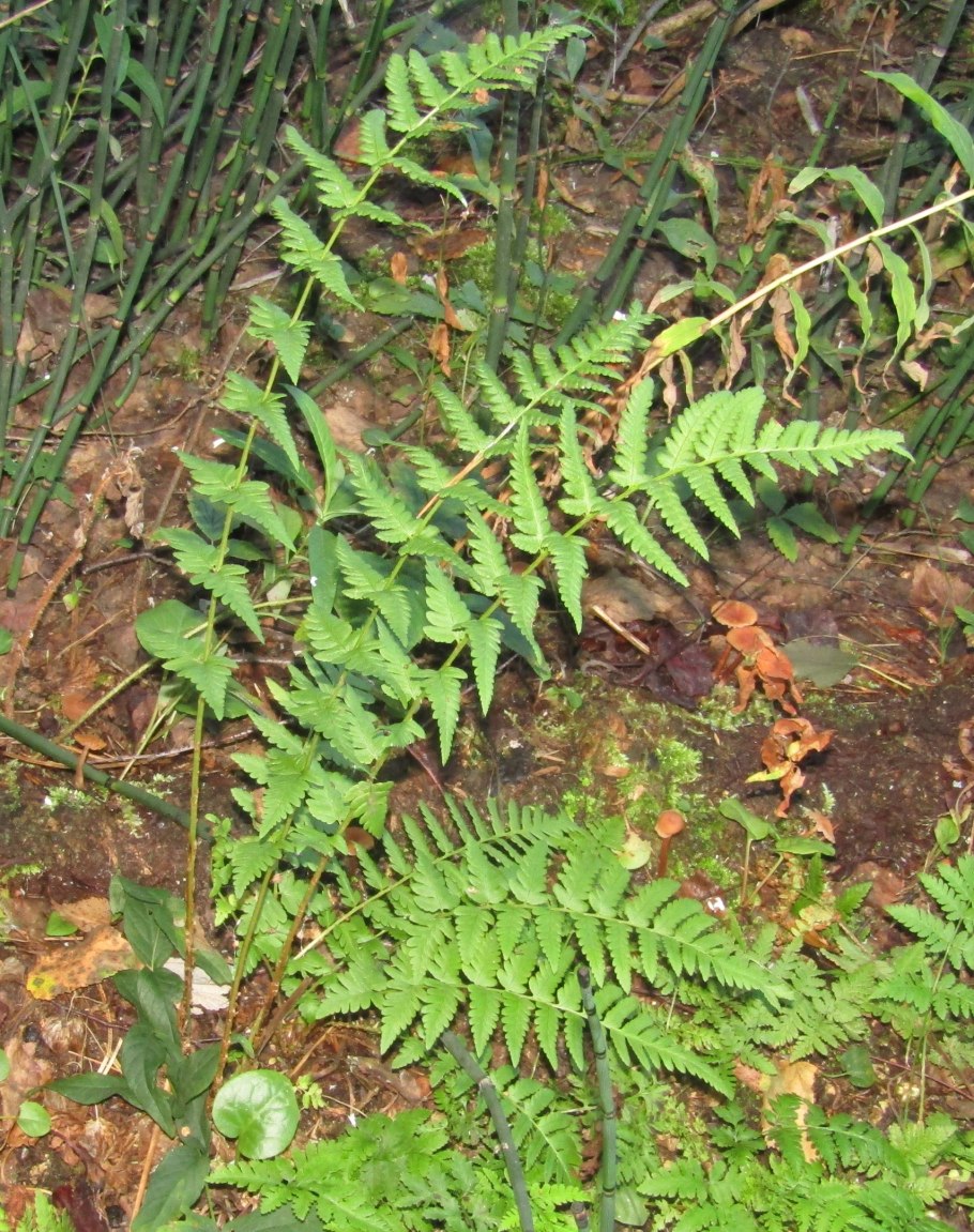 Картинка клад с цветком папоротника фото