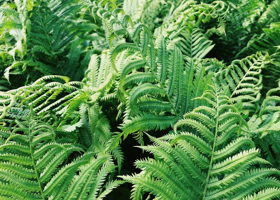 Polystichum squarrosum