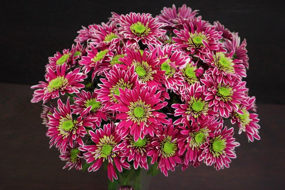 Хризантема кустовая цепебрайт