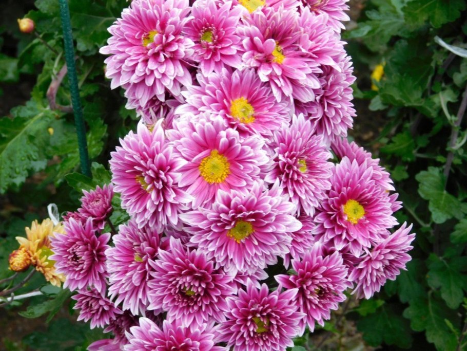 Астра мультифлора шаровидная