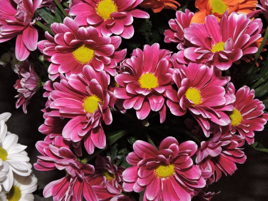 Хризантема Эвелин Буш