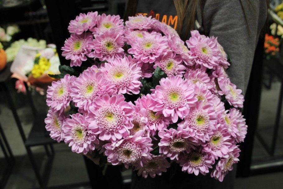 Хризантема Фуджи Сноу