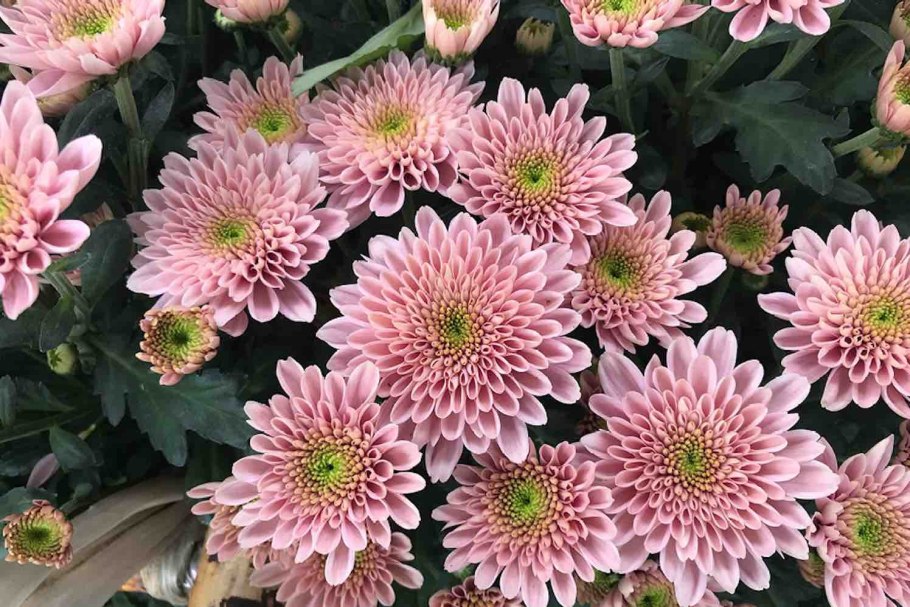 Хризантема Густав одноголовая