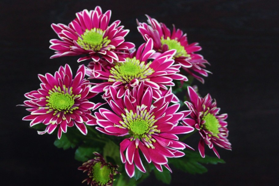 Хризантема Хорнбилл