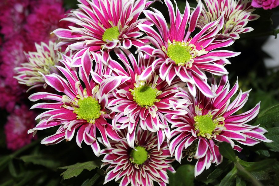 Хризантема Мальва