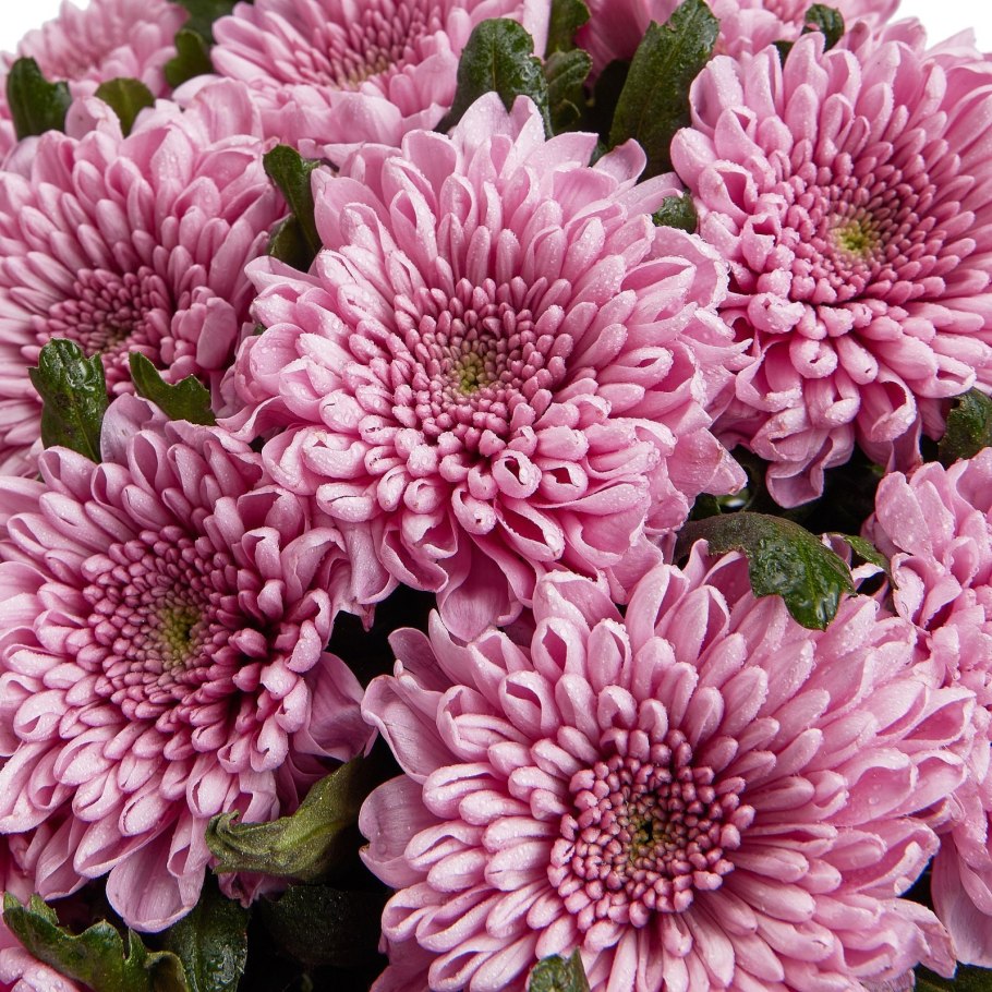 Хризантема нактонгенская