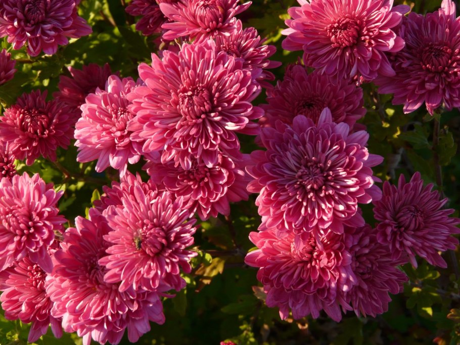 Хризантемы пионовидные